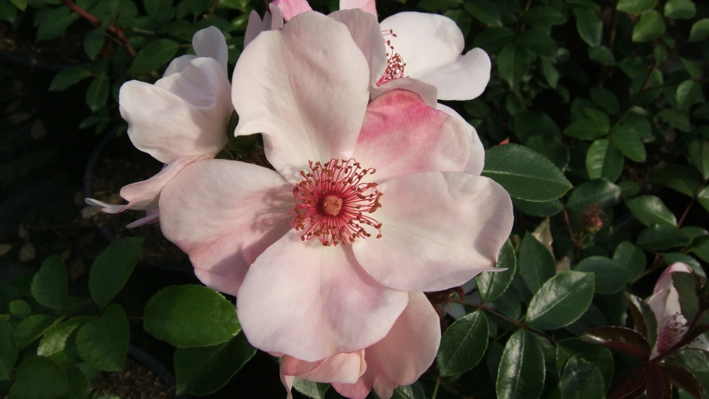 Edelrose 'Sweet Pretty®', 30 bis 60 cm Höhe, rosa-weiß Cover